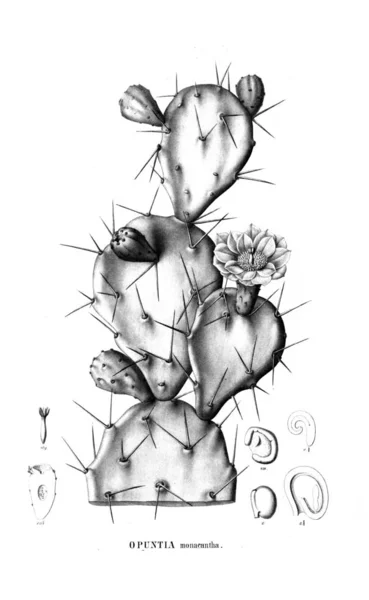Illustration Cactus Gamla Bilden — Stockfoto