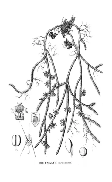 Kaktusz Illusztrációja Régi Kép — Stock Fotó
