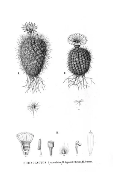 Illustration Cactus Gamla Bilden — Stockfoto