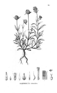 Bitki çizimi. Eski resim