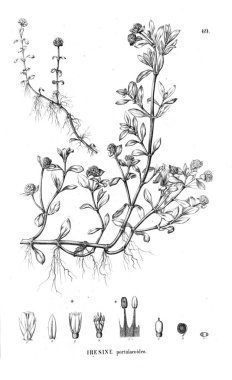 Bitki çizimi. Eski resim