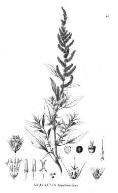 Bitki çizimi. Eski resim