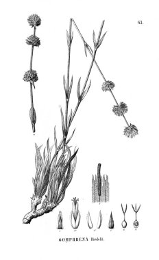 Bitki çizimi. Eski resim