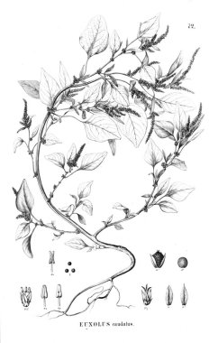 Bitki çizimi. Eski resim