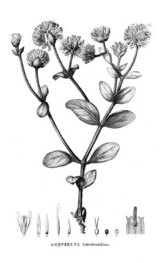 Bitki çizimi. Eski resim