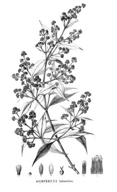 Bitki çizimi. Eski resim