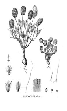 Bitki çizimi. Eski resim