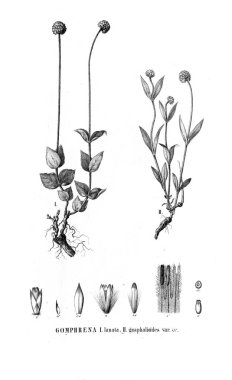 Bitki çizimi. Eski resim