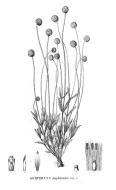 Bitki çizimi. Eski resim