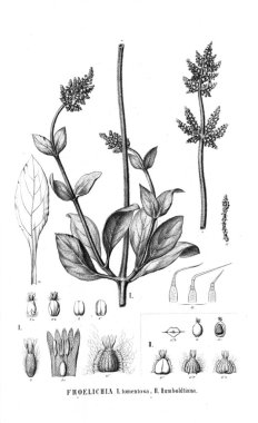 Bitki çizimi. Eski resim