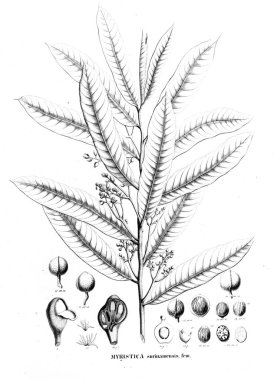 Bitki çizimi. Eski resim