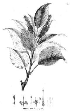 Bitki çizimi. Eski resim