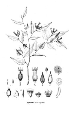 Bitki çizimi. Eski resim