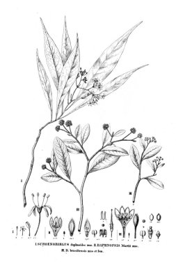 Bitki çizimi. Eski resim