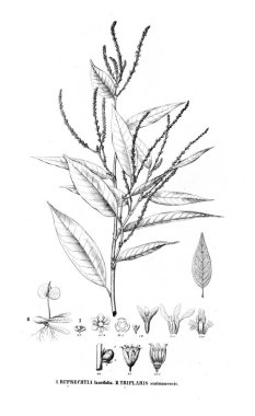 Bitki çizimi. Eski resim