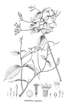 Bitki çizimi. Eski resim