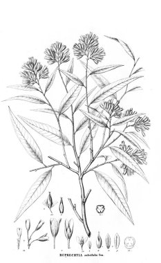 Bitki çizimi. Eski resim