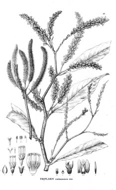 Bitki çizimi. Eski resim