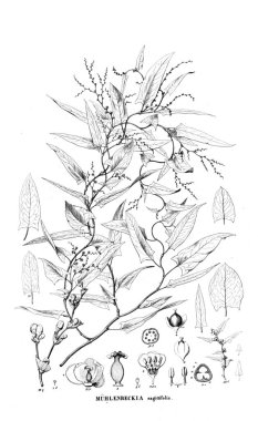 Bitki çizimi. Eski resim