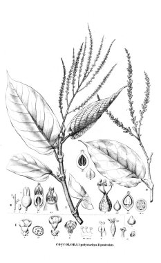 Bitki çizimi. Eski resim