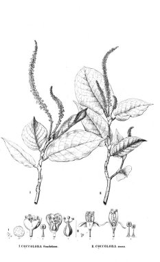 Bitki çizimi. Eski resim