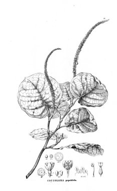 Bitki çizimi. Eski resim