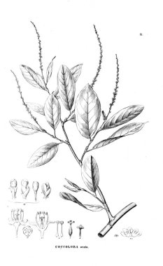 Bitki çizimi. Eski resim