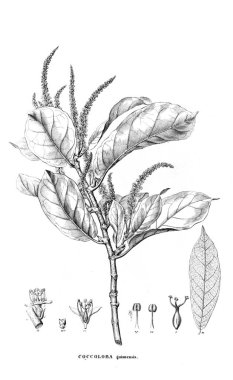 Bitki çizimi. Eski resim