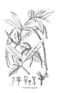 Bitki çizimi. Eski resim