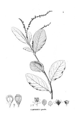 Bitki çizimi. Eski resim