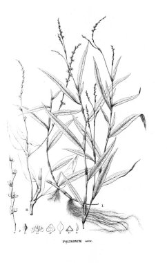 Bitki çizimi. Eski resim