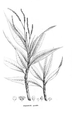 Bitki çizimi. Eski resim