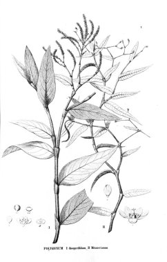 Bitki çizimi. Eski resim