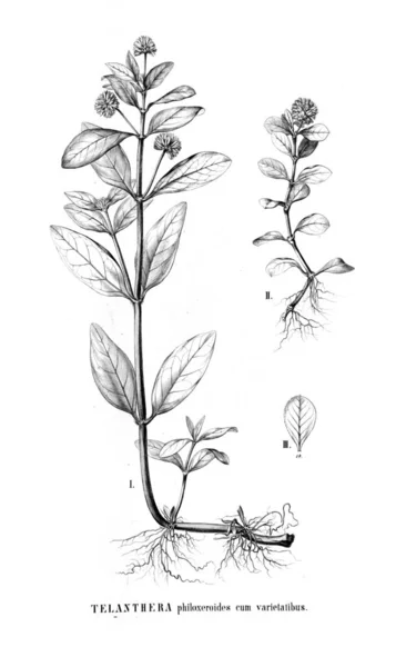 Illustration Plante Ancienne Image — Photo