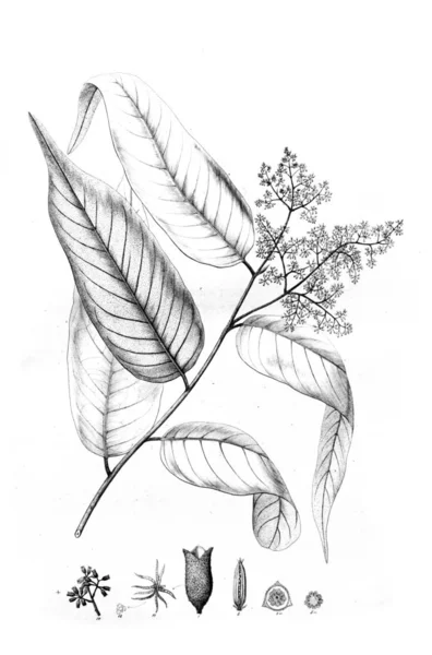 Ilustracja Roślin Stary Obraz — Zdjęcie stockowe