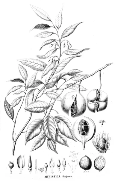 Illustration Plant Old Image — Stock Photo, Image