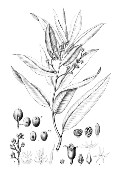 植物的例证 旧图像 — 图库照片