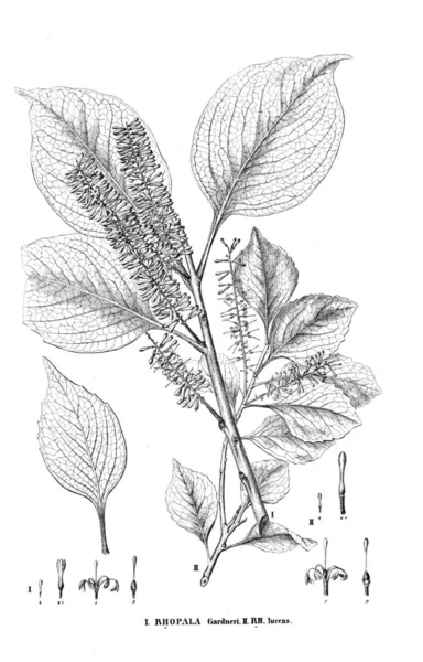 Bitki çizimi. Eski resim