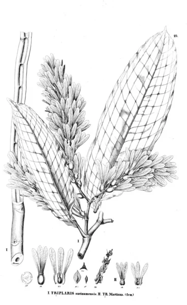 Illustration Plante Ancienne Image — Photo