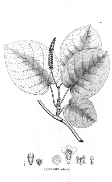 Bitki çizimi. Eski resim