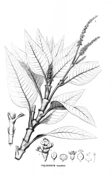 Bitki çizimi. Eski resim