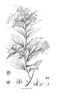 Bitki çizimi. Eski resim