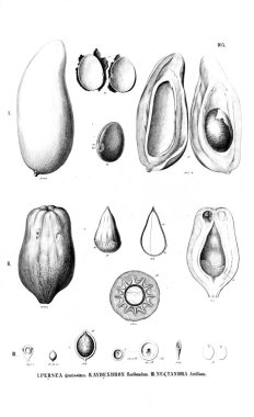 Bitki çizimi. Eski resim