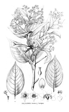 Bitki çizimi. Eski resim