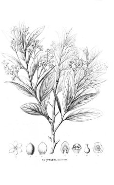 Bitki çizimi. Eski resim