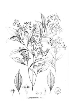 Bitki çizimi. Eski resim