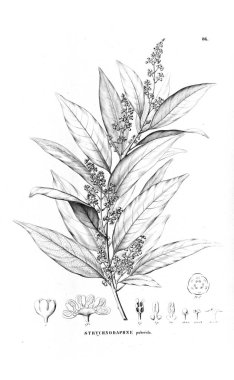 Bitki çizimi. Eski resim