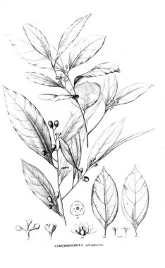 Bitki çizimi. Eski resim