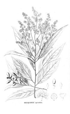 Bitki çizimi. Eski resim