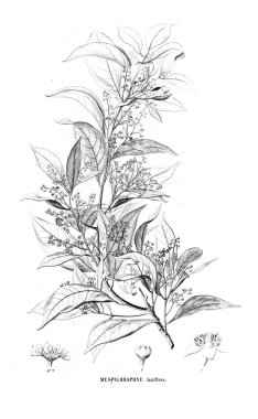 Bitki çizimi. Eski resim